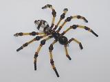 Beaded Spider #100