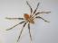 Medium 'Gold' Style Christmas Spider Ornament